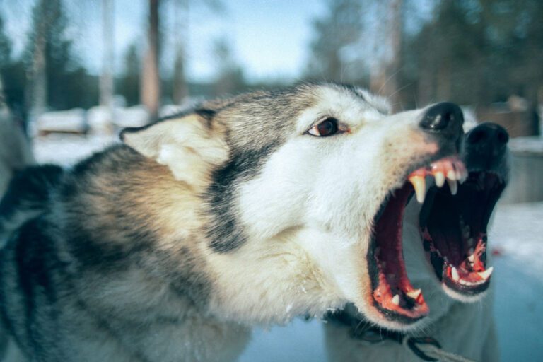 Two dogs with their mouths open, leading to a situation where someone may ask whether I can sue if someone else’s dog has bitten me?