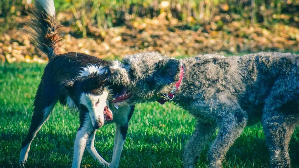 Two dogs playfully biting each other in Charleston, SC