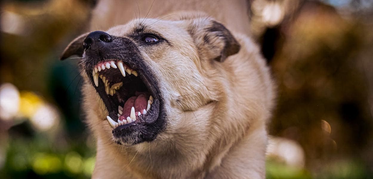 An angry canine, which can result in dog bite cases in Columbia, SC