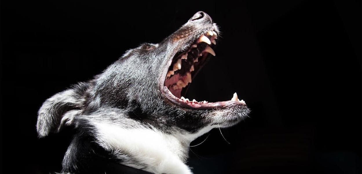 A black and white dog with its mouth open