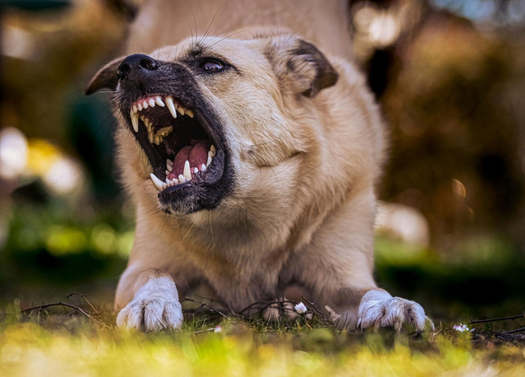 A dog showing its teeth and appearing aggressive before an incident that results in a dog bite case in Summerville, SC
