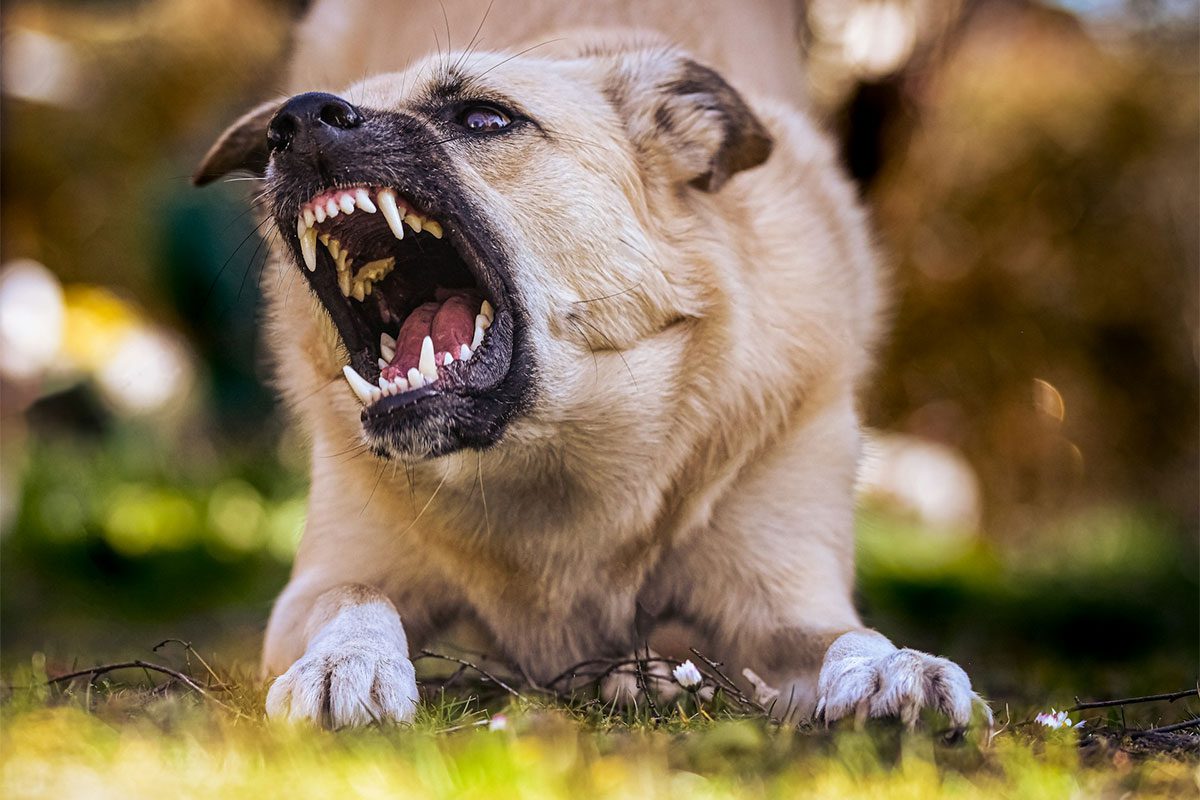 A brown and white dog outdoors that looks angry