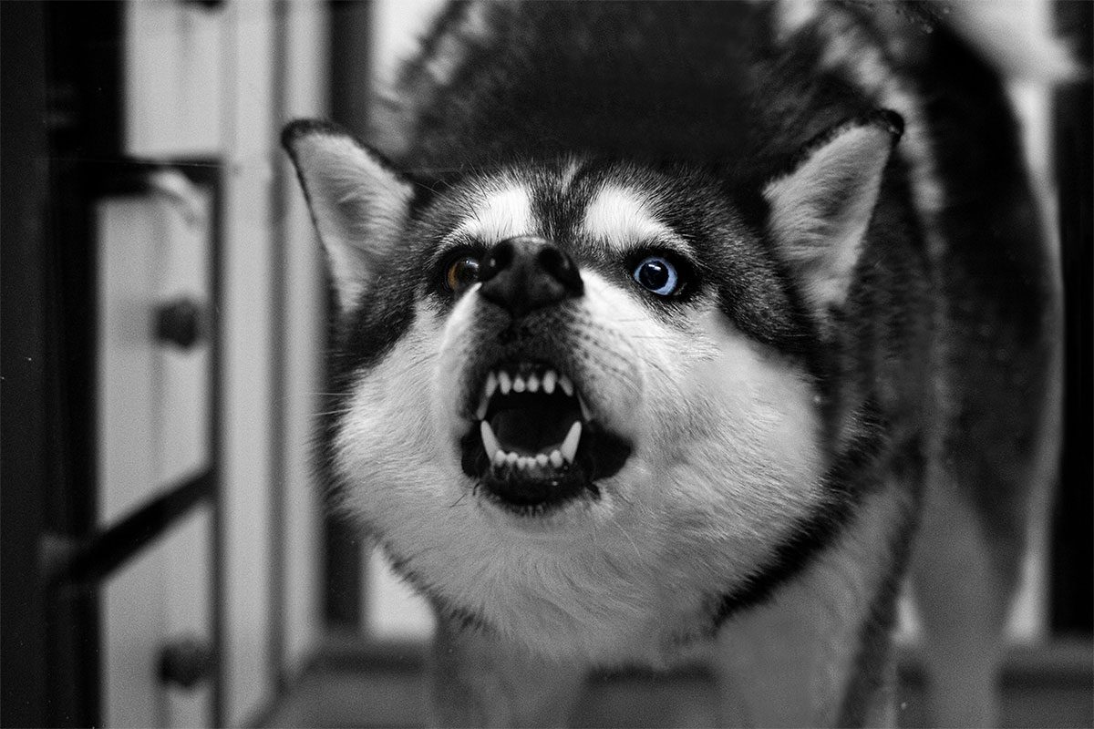 A snarling husky dog