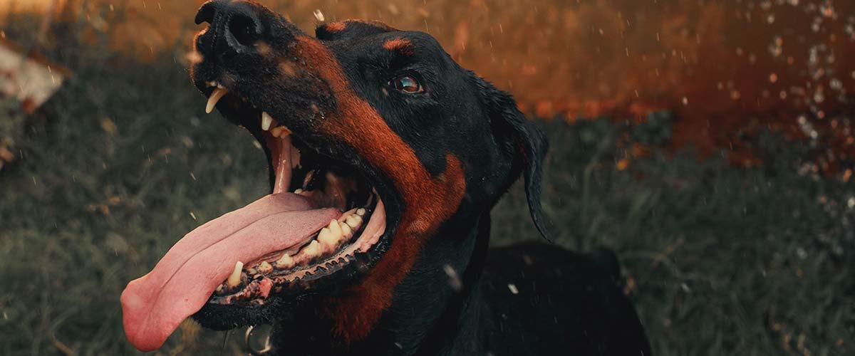 A dog with an open mouth, illustrating the need for Charleston dog bite lawyers