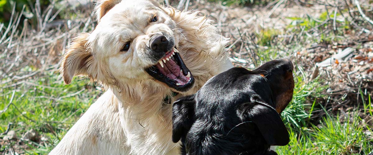Two dogs fighting outdoors, showing the risk of injuries handled by Columbia dog bite lawyers