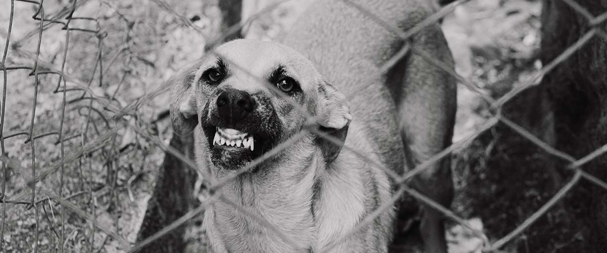 An aggressive dog behind a fence, highlighting injury risks handled by Greenville dog bite lawyers